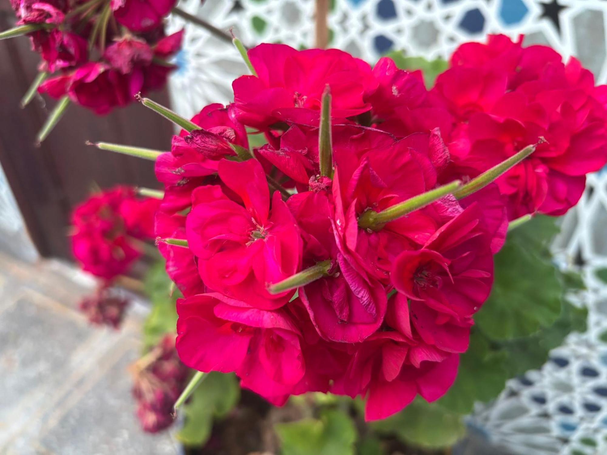 Casa Morisca Βίλα Sidi Ifni Εξωτερικό φωτογραφία